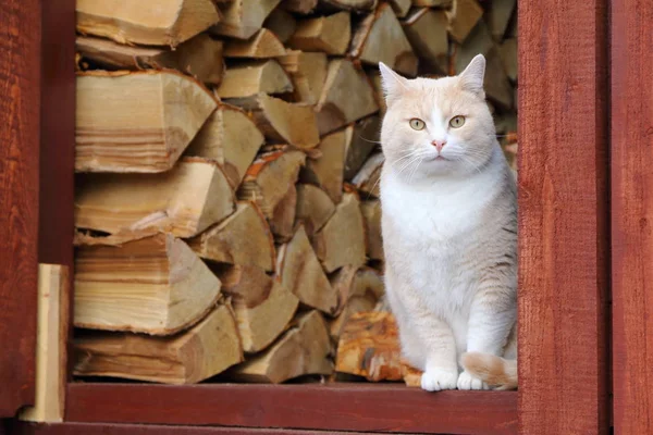 Retrato Gato Vermelho Sentado Galpão Contra Pilha Lenha Bétula — Fotografia de Stock