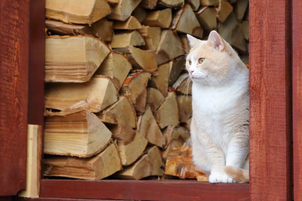 Retrato Gato Vermelho Olhando Para Fora Galpão Com Pilha Lenha — Fotografia de Stock