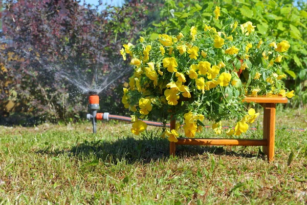 Viola Bloemen Bush Achtergrond Van Tuin Besproeiing Apparatuur — Stockfoto