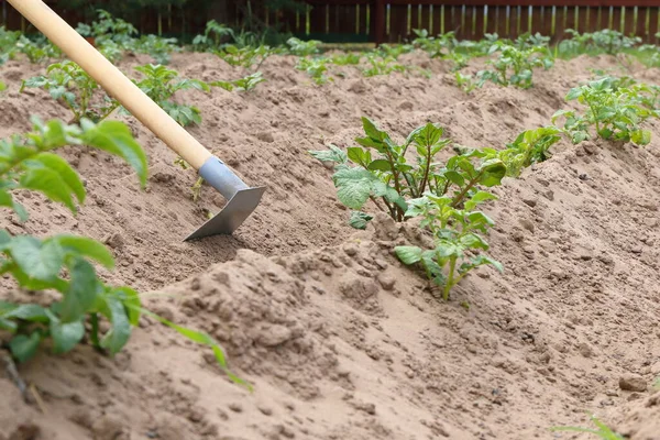 Инструмент Садовый Используется Выращивания Молодняка Зеленого Картофеля — стоковое фото