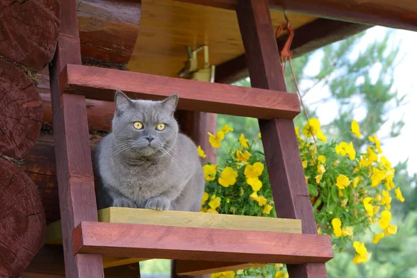 一只灰色的猫正坐在木屋旁边的木梯子上 它的背景是黄色的花 — 图库照片