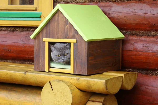 Yağmur Sırasında Gri Bir Kedi Evcil Hayvan Evinde Arka Plandaki — Stok fotoğraf
