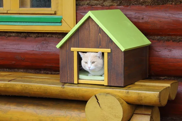 Gato Vermelho Durante Chuva Está Sentado Casa Estimação Terraço Fundo — Fotografia de Stock