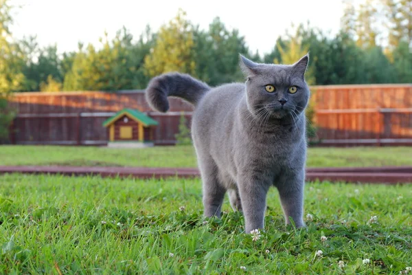 丸太小屋と木製の柵の背景には英国の短髪の猫が牧草地に立っています — ストック写真