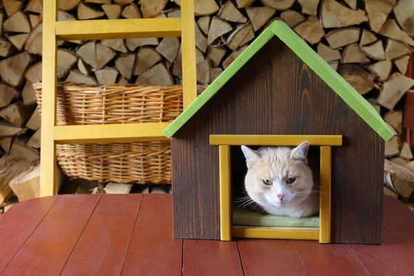 Gato Vermelho Está Sentado Casa Estimação Madeira Galpão Fundo Lenha — Fotografia de Stock