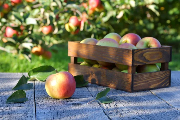 Manzanas Frescas Sobre Una Mesa Madera Sobre Fondo Huerto Frutas — Foto de Stock