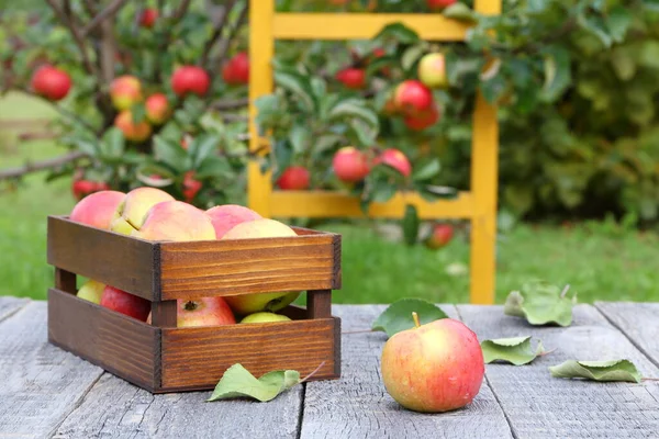 Manzanas Frescas Sobre Una Mesa Madera Sobre Fondo Huerto Frutas — Foto de Stock