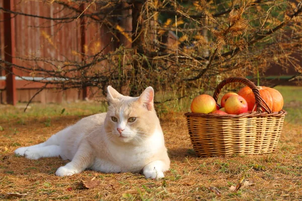 Chat Rouge Est Assis Sur Sol Feuillage Près Panier Osier — Photo