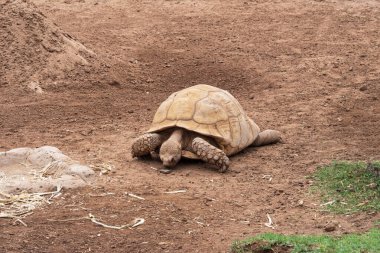 Kuru yeryüzündeki Afrika mahmuzlu kaplumbağasına (Centrochelys sulcata) yakından bakın. Detaylı kabuklu ve doğal çevreye sahip dev bir kara kaplumbağasının vahşi yaşam fotoğrafları..