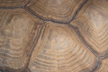 Kaplumbağa kabuğunun, organik çizgileri, doğal büyüme halkalarını ve soyut desenleri gösteren yakın plan görüntüsü. Macro vahşi yaşam geçmişi.