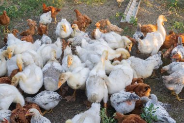 Kırsal bir çiftlikte çim yiyen beyaz ördek sürüsü ve tavuklar. Doğal ortamda kazlar ve tavuklar, organik kümes hayvanları konsepti, tarım ve kırsal yaşam tarzı.