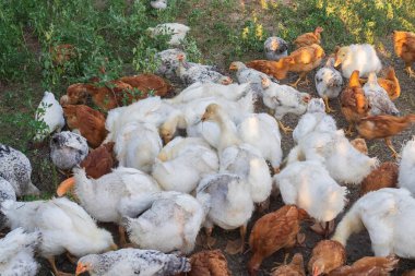 Kırsal bir çiftlikte çim yiyen beyaz ördek sürüsü ve tavuklar. Doğal ortamda kazlar ve tavuklar, organik kümes hayvanları konsepti, tarım ve kırsal yaşam tarzı.