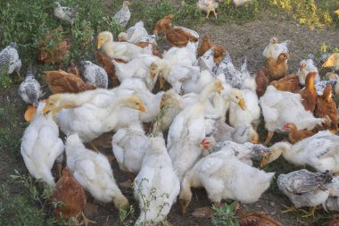 Kırsal bir çiftlikte çim yiyen beyaz ördek sürüsü ve tavuklar. Doğal ortamda kazlar ve tavuklar, organik kümes hayvanları konsepti, tarım ve kırsal yaşam tarzı.