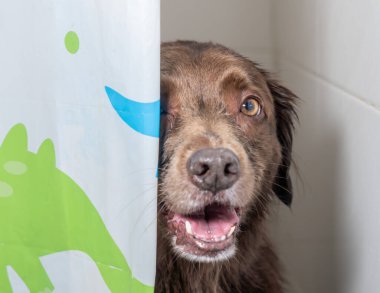 Şampuan ve suyla yıkanmaya hazır sevimli köpek yavrusu. Yavru köpek duşta poz veriyor.. 