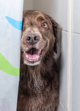 Şampuan ve suyla yıkanmaya hazır sevimli köpek yavrusu. Yavru köpek duşta poz veriyor.. 