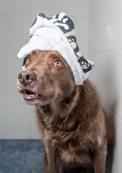Şampuan ve suyla yıkanan sevimli köpek yavrusu. Havlu ve duş bonesiyle poz veren yavru köpek..
