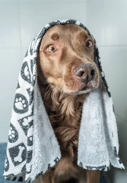 Şampuan ve suyla yıkanan sevimli köpek yavrusu. Havlu ve duş bonesiyle poz veren yavru köpek..