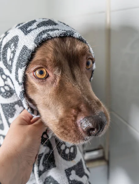 Şampuan ve suyla yıkanan sevimli köpek yavrusu. Havlu ve duş bonesiyle poz veren yavru köpek..