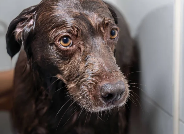 Şampuan ve suyla yıkanan sevimli köpek yavrusu.