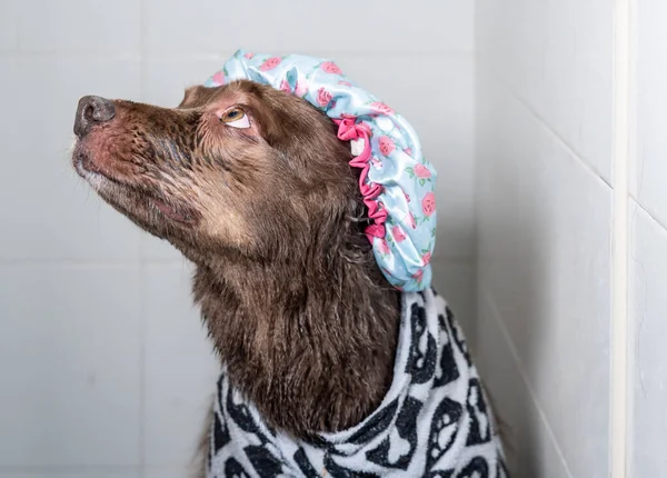 Şampuan ve suyla yıkanan sevimli köpek yavrusu. Havlu ve duş bonesiyle poz veren yavru köpek..