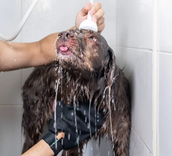 Şampuan ve suyla yıkanan sevimli köpek yavrusu.