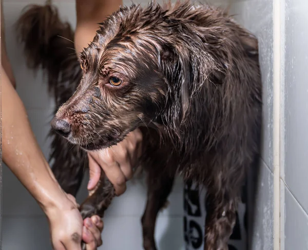 Şampuan ve suyla yıkanan sevimli köpek yavrusu.