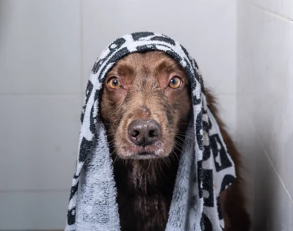 Şampuan ve suyla yıkanan sevimli köpek yavrusu. Havlu ve duş bonesiyle poz veren yavru köpek..