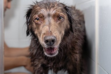 Şampuan ve suyla yıkanan sevimli köpek yavrusu.