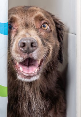 Şampuan ve suyla yıkanmaya hazır sevimli köpek yavrusu. Yavru köpek duşta poz veriyor.. 