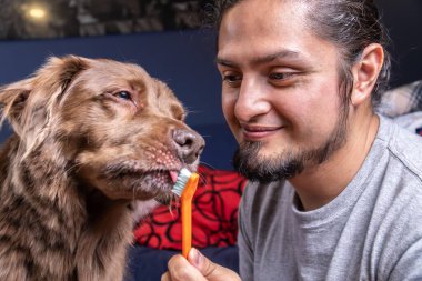 Diş fırçası köpek dişleri. Adamın eli evde köpeğin dişlerini köpek diş macunuyla nazikçe fırçalıyor. Köpek diş hijyeni