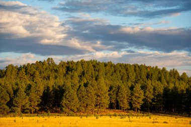 Flagstaff Ormanı 'nda mavi gökyüzü olan açık arazi dağları