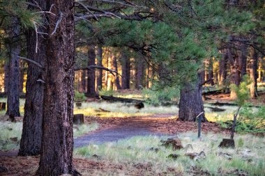 Flagstaff, Arizona 'daki Dunrise sırasında ormandan geçen yol