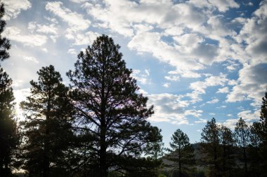Flagstaff, Arizona 'da çam ağacı ve mavi gökyüzü