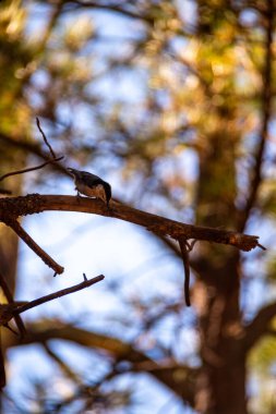 Flagstaff Arizona 'da bir ağaç dalındaki kuş.