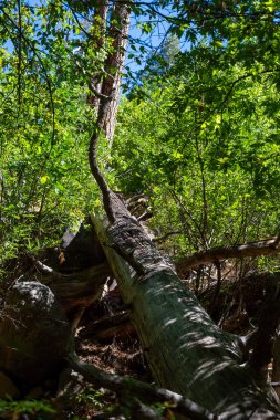 Sedona, Arizona yakınlarındaki Oak Canyon 'da devrilmiş bir ağaç. 