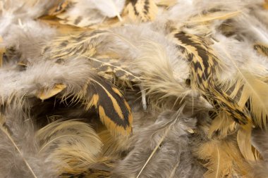 Bu Craft Feathers arkaplanının bir fotoğrafı.