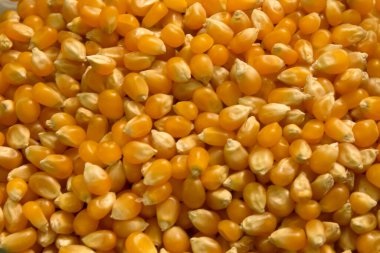 Bu mısır tanelerinin bir fotoğrafı.