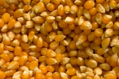 Bu mısır tanelerinin bir fotoğrafı.