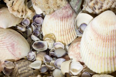 Bu deniz kabuklarının bir fotoğrafı.