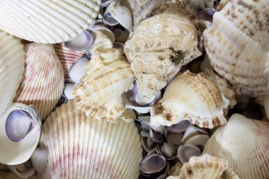 Bu deniz kabuklarının bir fotoğrafı.