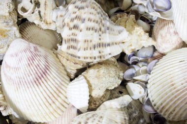 Bu deniz kabuklarının bir fotoğrafı.
