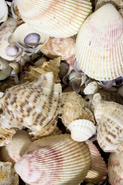 Bu deniz kabuklarının bir fotoğrafı.