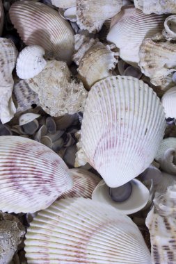 Bu deniz kabuklarının bir fotoğrafı.