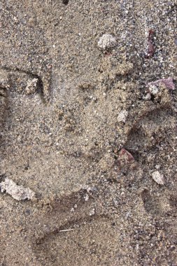 Bu, kumun yakın plan fotoğrafı. 