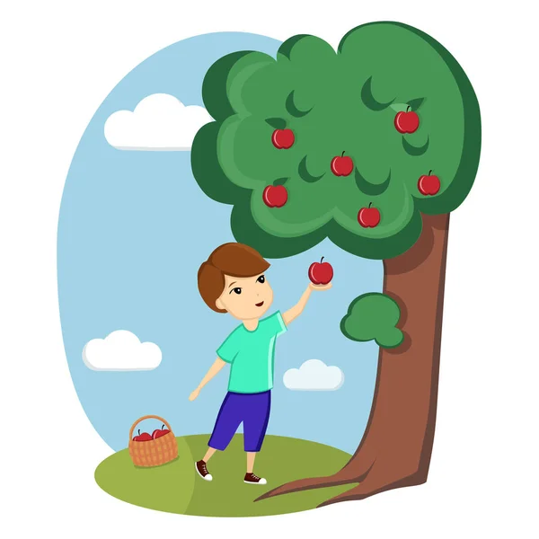 Egy Fiú Összegyűjti Almát Fáról Természet Falu Farm Ökológiai Hasznos — Stock Vector