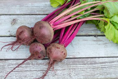 Taze organik pancar, gri rustik ahşap arka plan üzerinde kırmızı pancar. Portre, seçici odak