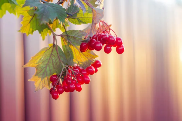 정원에서 빨간가 나무속 합니다 Guelder 로즈의 분기입니다 선택적 — 스톡 사진
