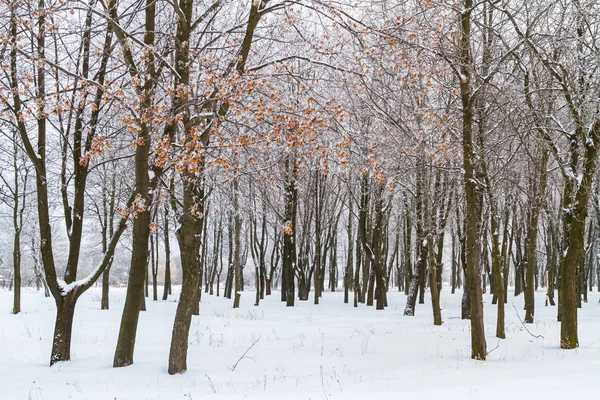 Белая Зима Парке — стоковое фото