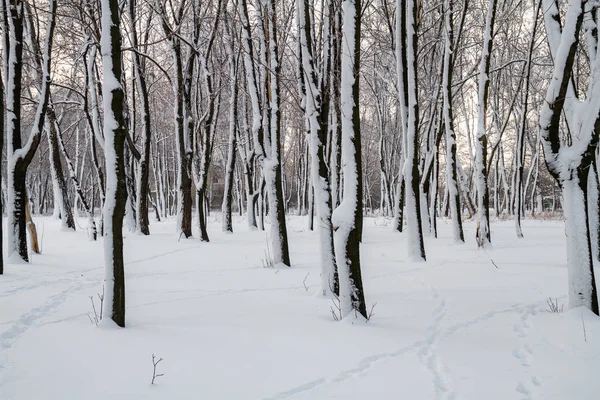 Белая Зима Парке — стоковое фото