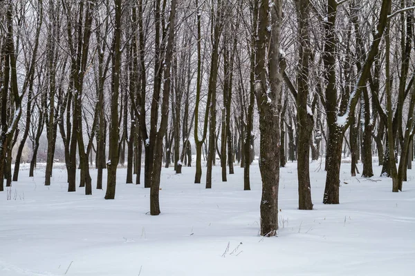 Inverno branco no parque — Fotografia de Stock